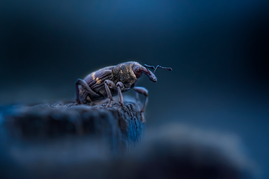 The Importance of Pest Inspections