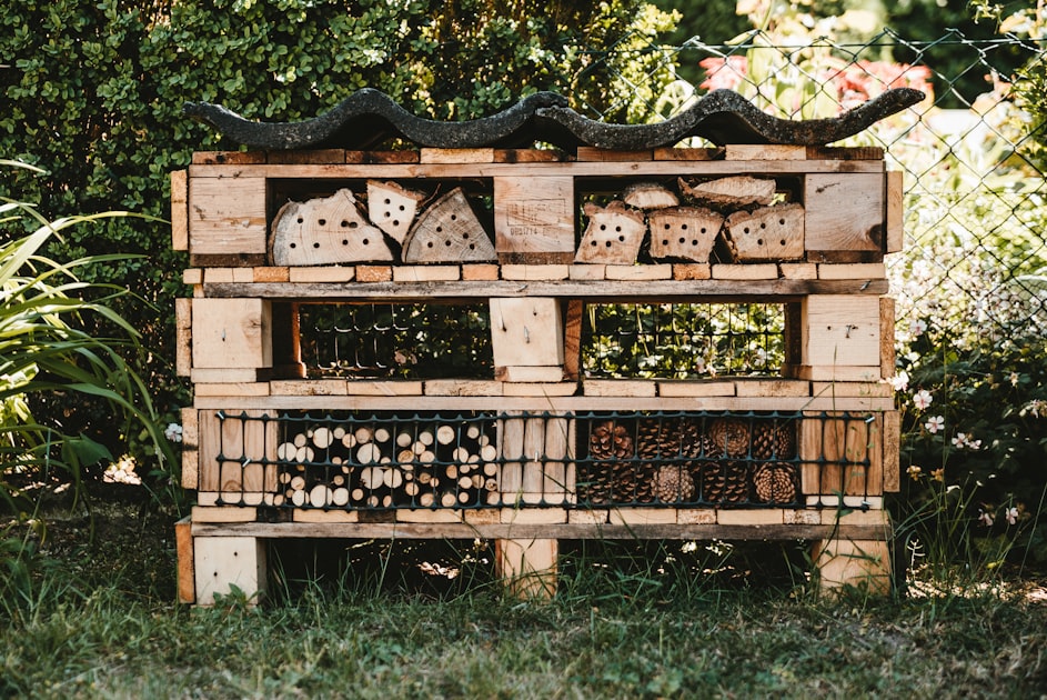 Eco-Friendly Pest Solutions