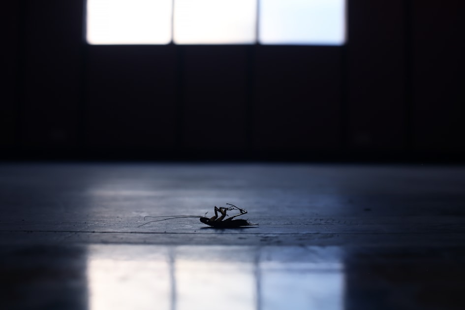 Rodent Control Tips for Homeowners