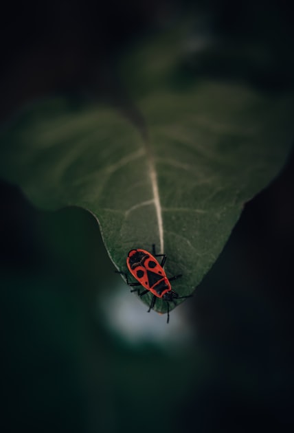 Termite Treatment Options